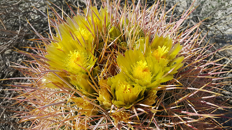 Blooming Barrel Cactus in Indian Gorge - Anza Borrego