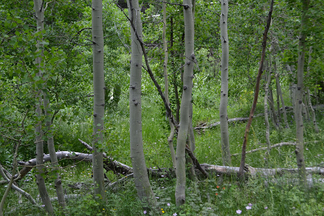 alder trees