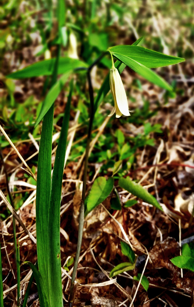 Sessile Bellwort