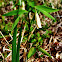 Sessile Bellwort