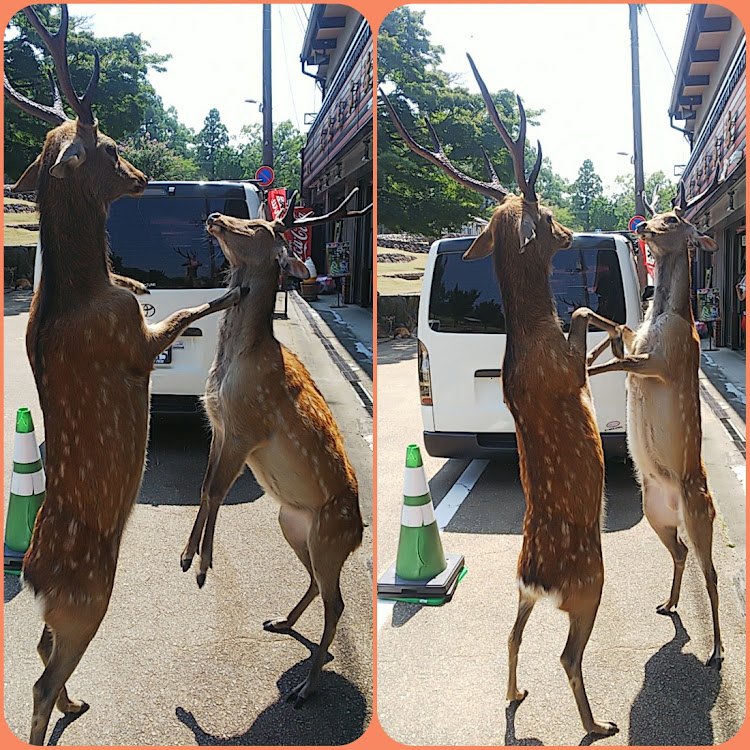 レジアスエースバンのシカ🦌チューン・ラーチューン・若草山・奈良活に関するカスタム事例の投稿画像6枚目