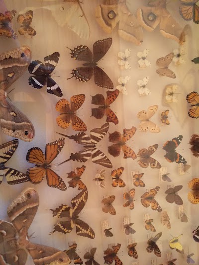 butterfly display