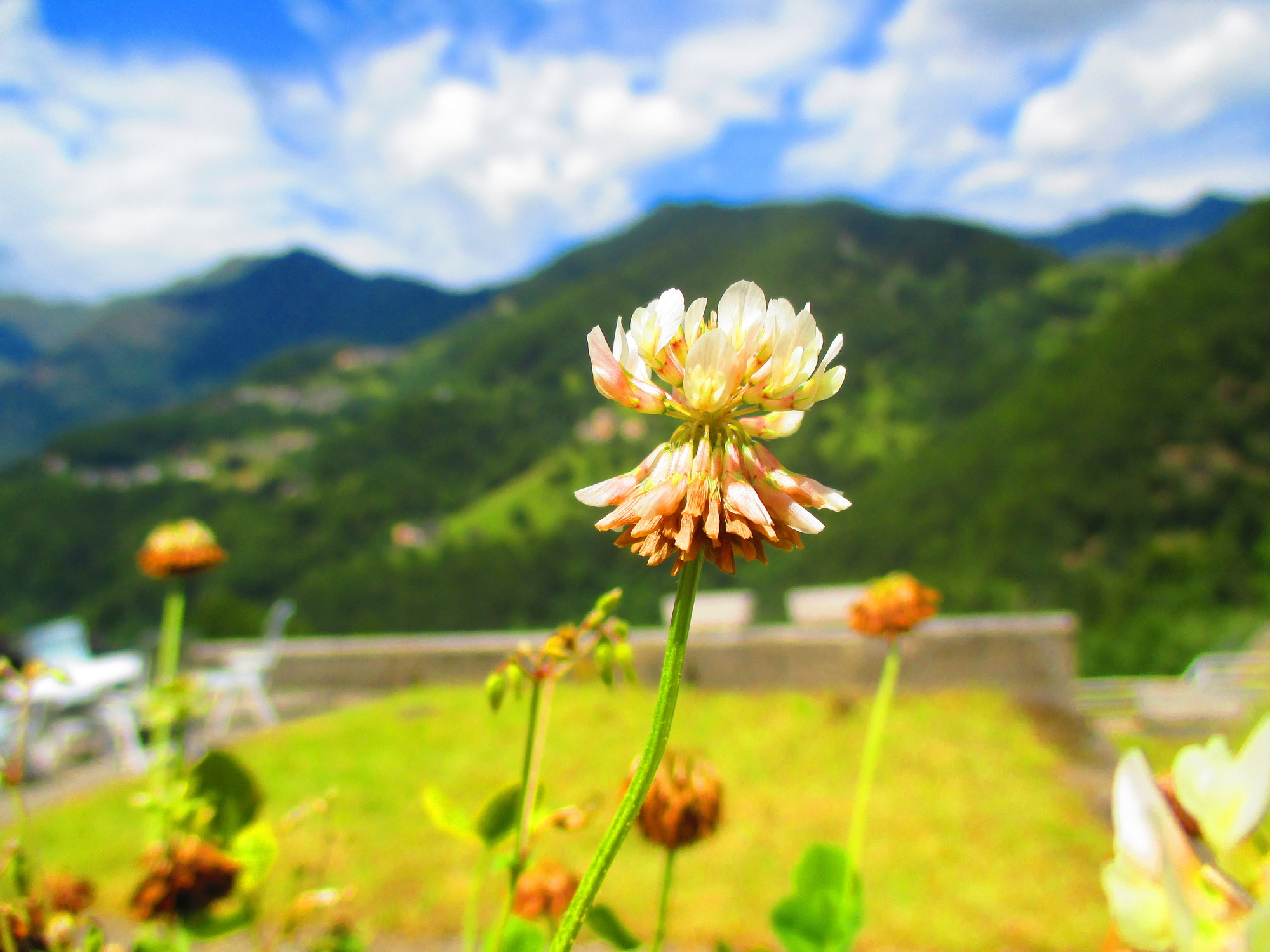 The flower over the mountain di neon