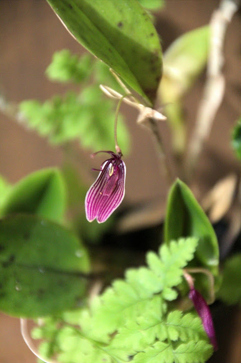 Restrepia purpurea IMG_9536