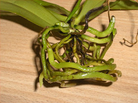 Phalaenopsis Violacea, orchid species, repoting, roots detail, those in the middle have rotted by a fungal disease