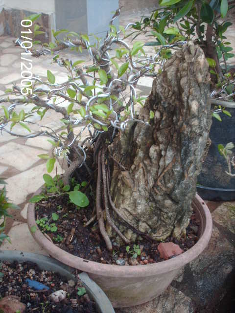 Ficus Microcarpa Começando... PICT1450