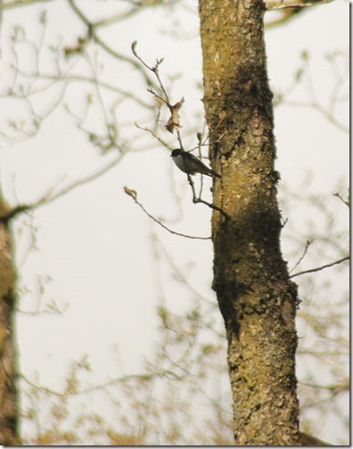 13-Pied-flycatcher