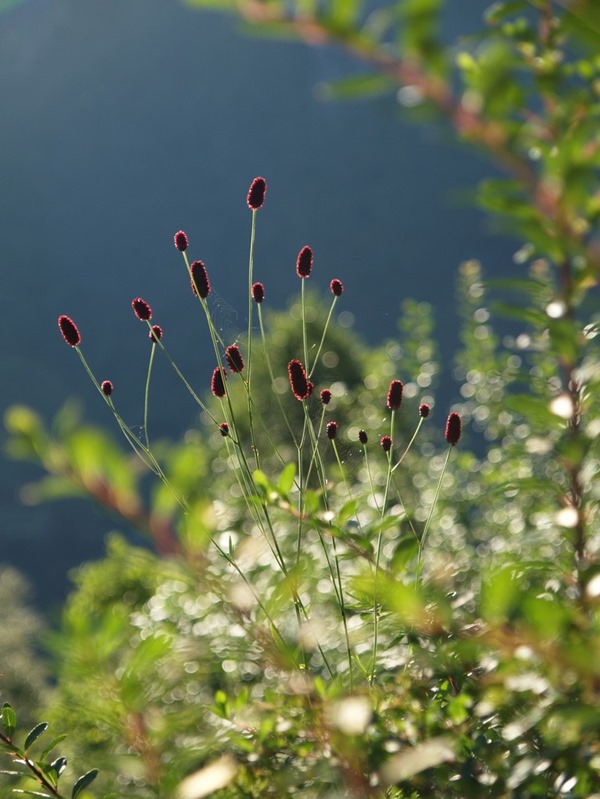 2017-09-03 Høllesli (24)