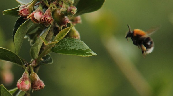 tree-bumble