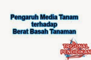 Pengaruh Media Tanam terhadap Berat Basah Tanaman