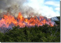 G12041147.JPG<br />MÉRIDA, Yuc.-Incendio-Yucatán. Alrededor de 390 incendios se han registrado en Yucatán resultado de las altas temperaturas, así lo dio a conocer el secretario de Desarrollo Urbano y Medio Ambiente, Eduardo Batllori. EGV. Foto: Agencia EL UNIVERSAL.  <br />