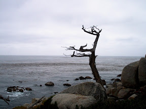 Bare cypress tree overlooking the Pacific Ocean