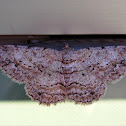 Geometrid Moth