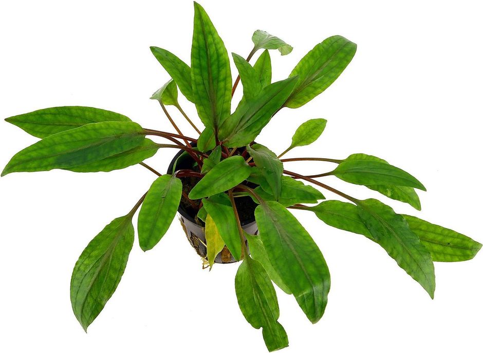 Криптокорина волнистая (Cryptocoryne undulata)