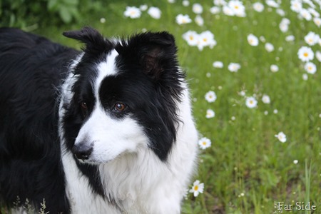 Still in the daisies