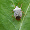 Stink Bug