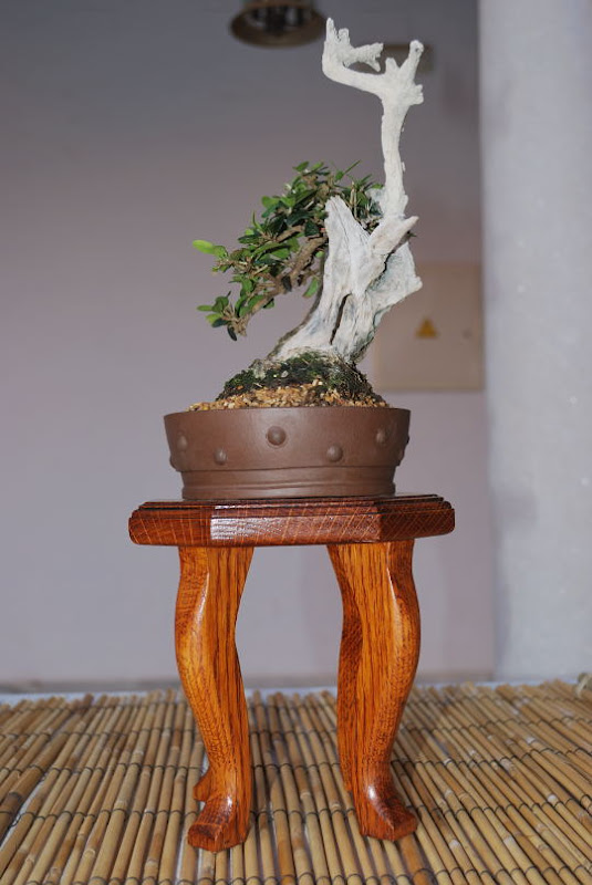 XI Exposición Invernal de bonsai de la A.S.B. Chokkan 073%25252039%252520Olea%252520europaea%252520sylvestris%252520de%252520Francisco%252520Rodr%2525C3%2525ADguez%252520Rodr%2525C3%2525ADguez%252520-%25252033