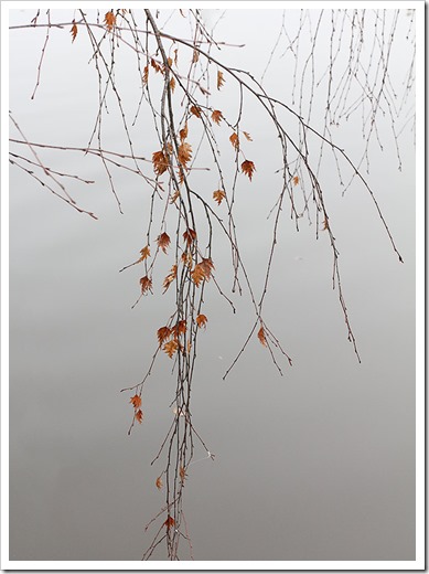 111127_birch_branches