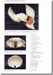 032 Cr_nio Desarticulado III