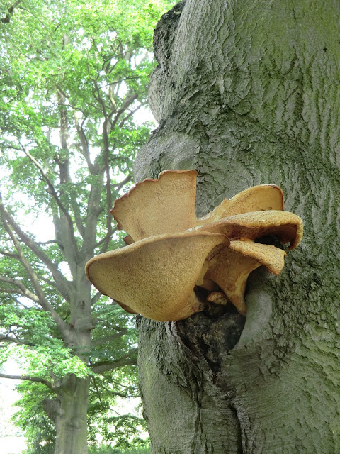 CIMG6019 Dryad's Saddle, Audley Park