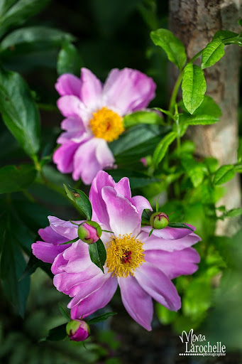 Avis concernant la greffe des pivoines arbustives (Chantille ?  Erythrone ?) Paeonia-nid-140623-100rm