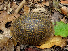 box turtle two