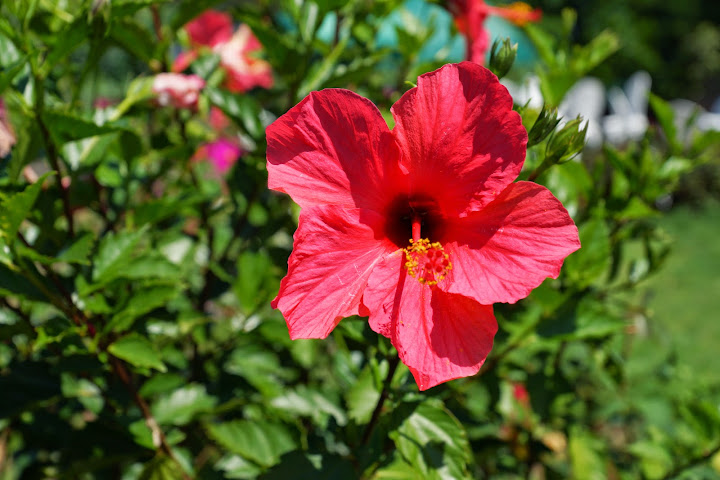 Шри-Ланка: на машине 1 100 км,  фото без комментариев, март-апрель 2013г.