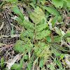 Cut-leaf Grapefern