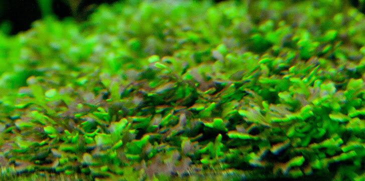 riccardia+alga.jpg