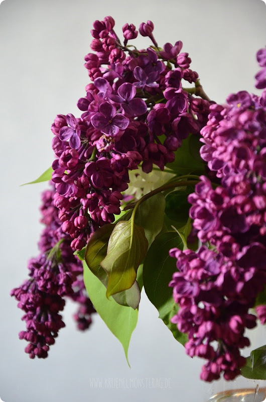 Flieder (01) in lila, flieder und weiß aus dem Garten