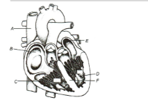 Human Heart