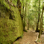Moss Wall near the Boarding House Dam in the Watagans (322724)