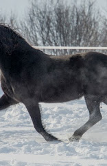 Aurora LaBella Luna Dutch Hollow Breeding Moriesian Sport Horses 