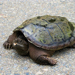 Tortue adulte sur le chemin MacDougall, photographiée par June Parker fin juin 2013. Tortue sur le chemin MacDougal photographiée par June Parker