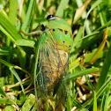 Superb dog-day cicada