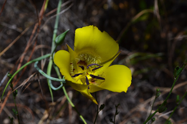 Mariposa in yellow