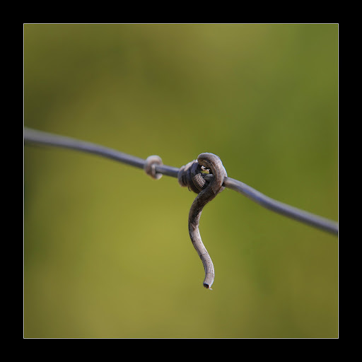 Autour de la vigne _7006405%252520ret