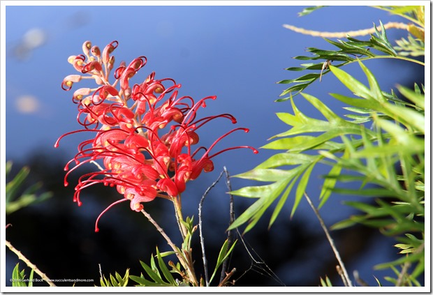 161127_UCDA_Grevillea-Masons-Hybrid_006