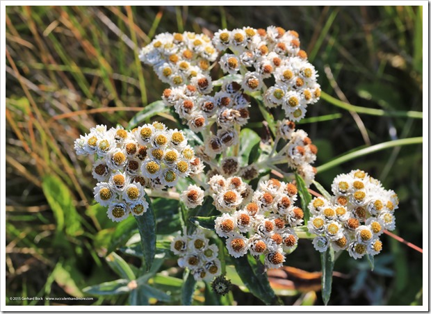 150910_Adak_pearly_everlasting_WM