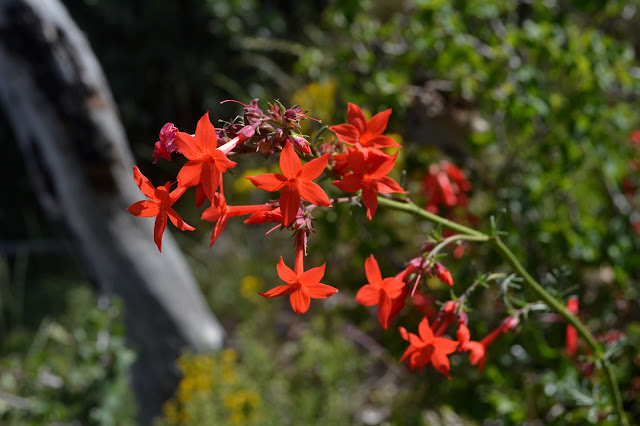 little red trumpets with flare