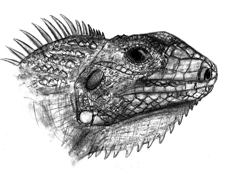 Iguana sp.