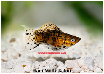 ikan molly