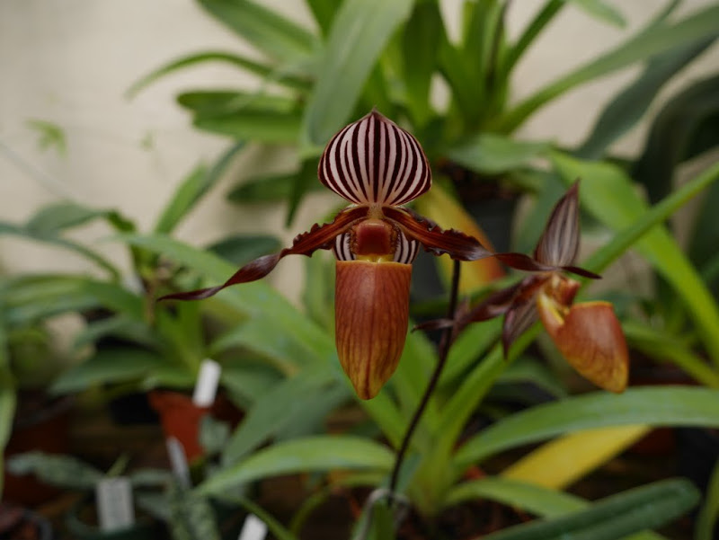 Paphiopedilum wilhelminiae P1040014