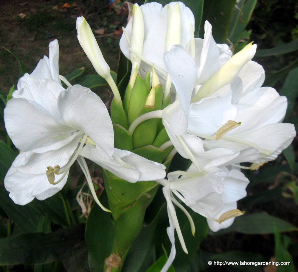 White butterfly ginger