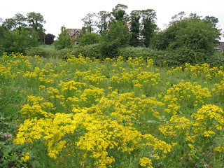  yellow flowers 