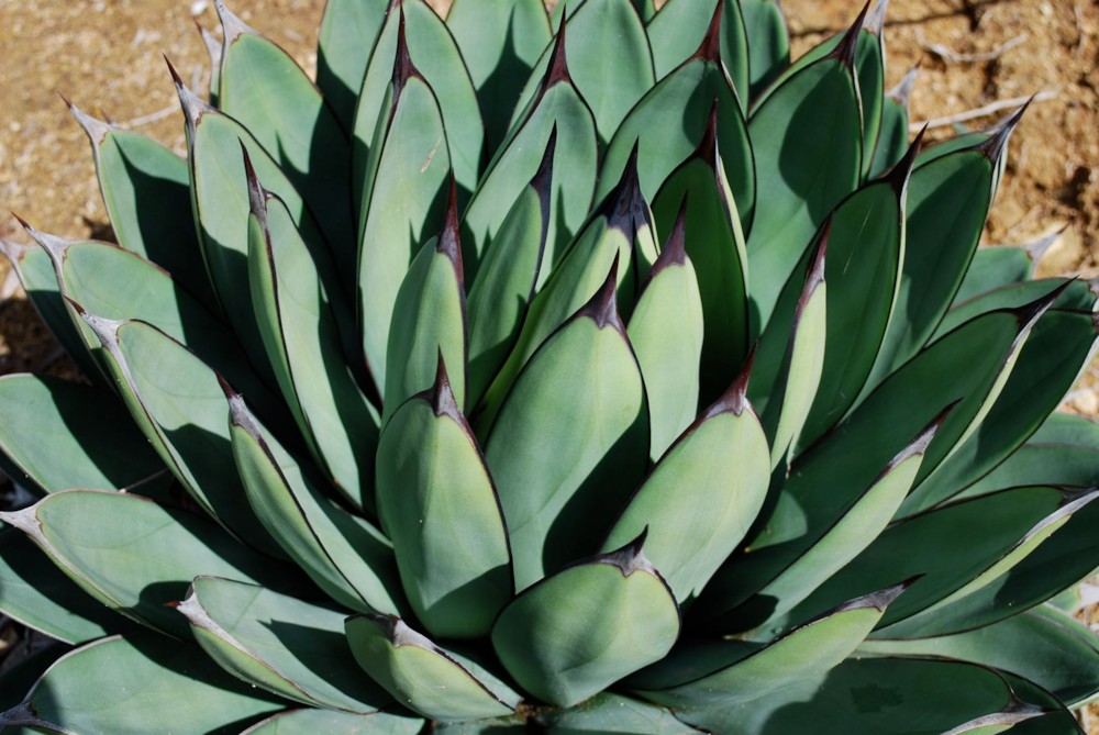 파일:external/www.ranchosoledad.com/agave%20macroacantha%20x%20vic%20reg%20fs.jpg