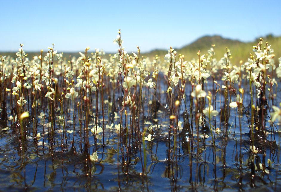 Пузырчатка гнездовидная (Utricularia neottioides)