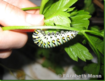 Black swallowtail 2 preparing for chrysalis