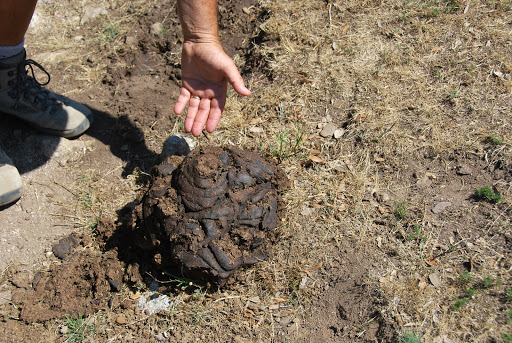 Réserve Naturelle de la Forêt de Massane