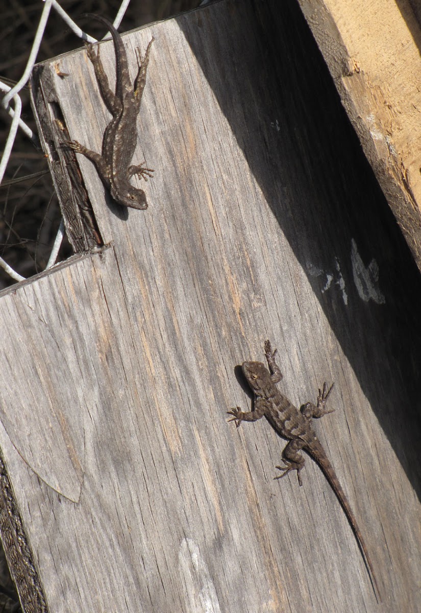 Western Fence Lizard